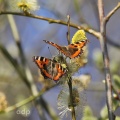 Small Tortoiseshell (Aglais urticae) on Pussy Willow, March, Surrey, Alan Prowse